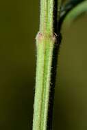 Image of parsnip