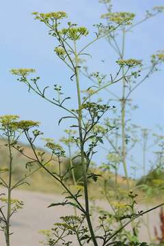 Image of parsnip