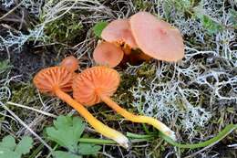 Sivun Hygrocybe calciphila Arnolds 1985 kuva