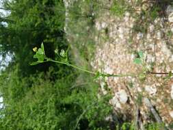 Слика од Medicago truncatula Gaertn.