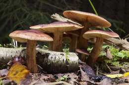 Image of Tricholoma fulvum (DC.) Bigeard & H. Guill. 1909