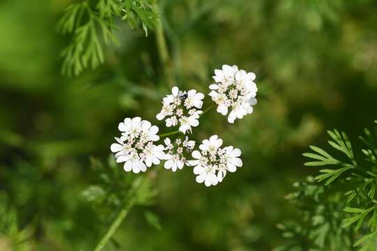 Image of coriander