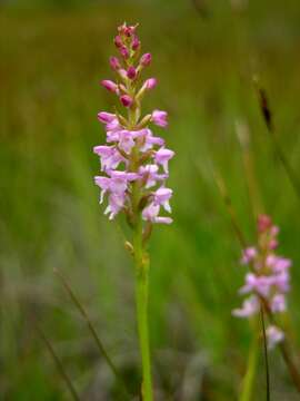 Image of Rein Orchids