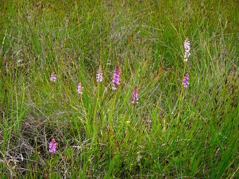 Image of Rein Orchids