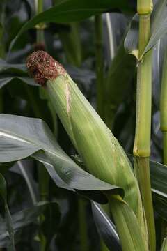 Image of corn