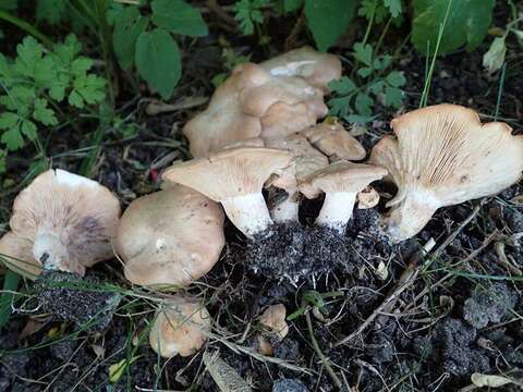 Image of Entolomataceae