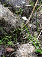Image of Parasola misera (P. Karst.) Redhead, Vilgalys & Hopple 2001