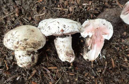 Imagem de Agaricus bitorquis (Quél.) Sacc. 1887