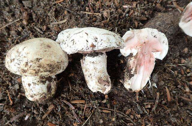 Image of Banded agaric