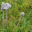 Coprinopsis semitalis (P. D. Orton) Redhead, Vilgalys & Moncalvo 2001 resmi