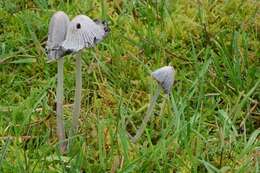 Image of Coprinopsis semitalis (P. D. Orton) Redhead, Vilgalys & Moncalvo 2001