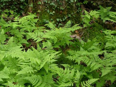 Image of oakfern