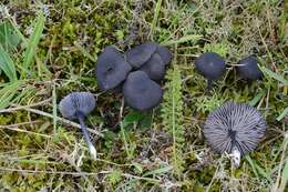 Image de <i>Entoloma chalybaeum</i>