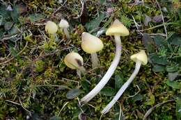 Image of waxcaps (fungi)