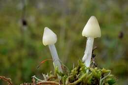 Image of waxcaps (fungi)