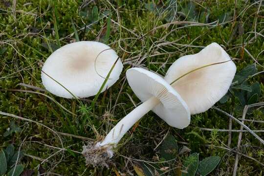 Слика од Lepiota