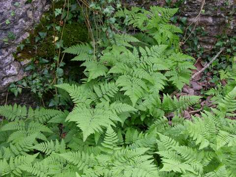 Image of oakfern