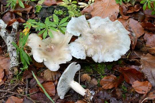 Image of Clitocybe