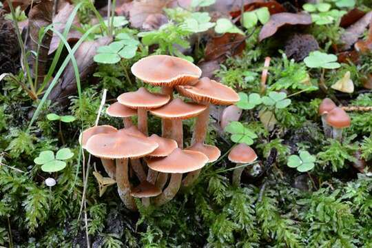 Image of Cortinarius obtusus (Fr.) Fr. 1838