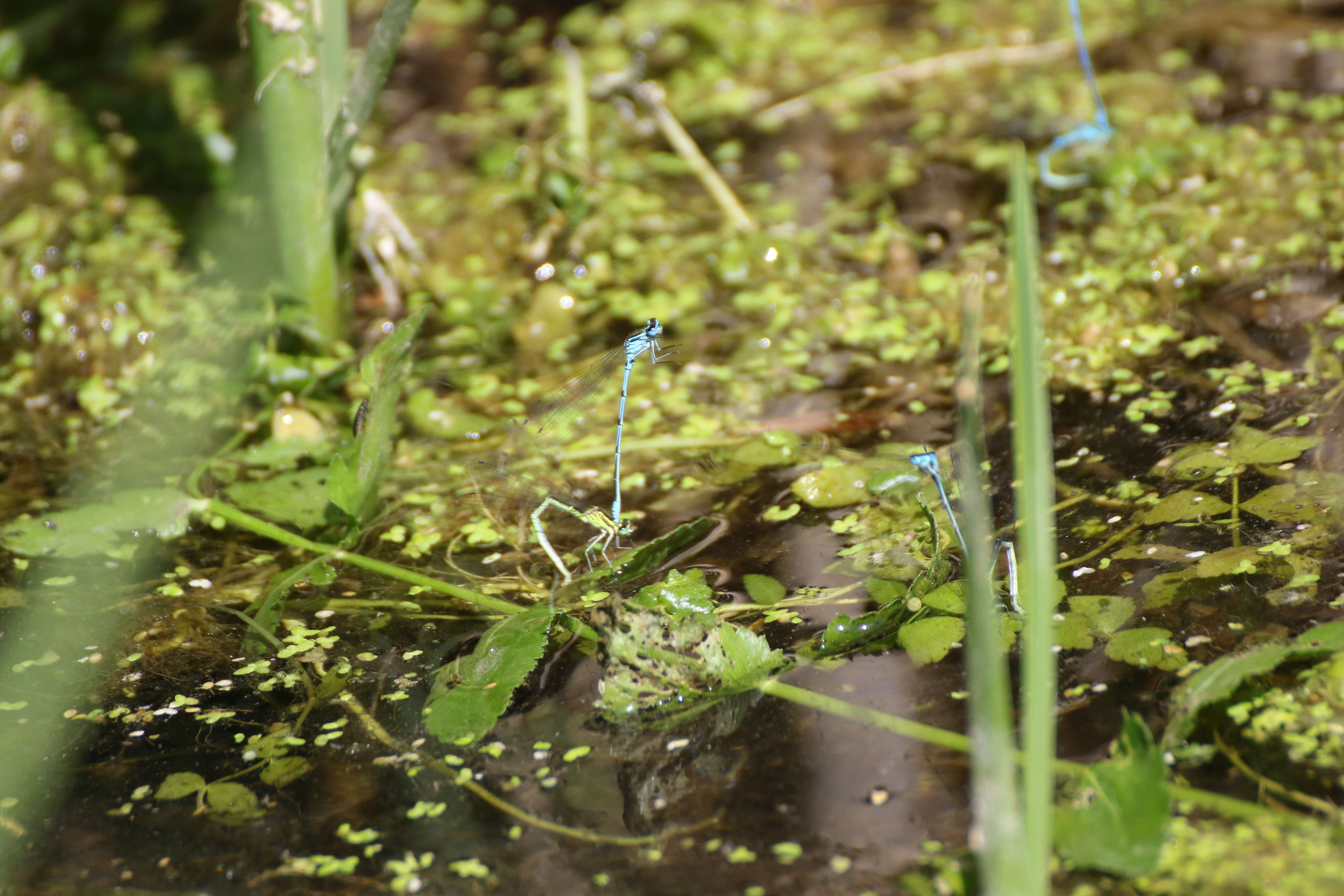 Image of Azure Bluet