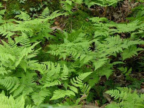 Image of oakfern