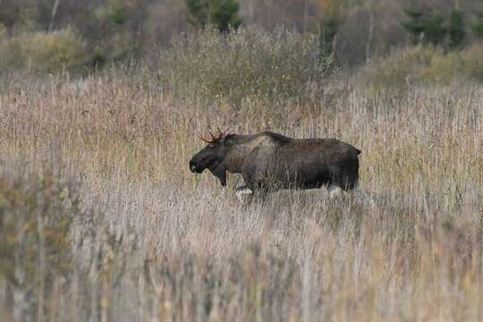 Слика од Alces Gray 1821