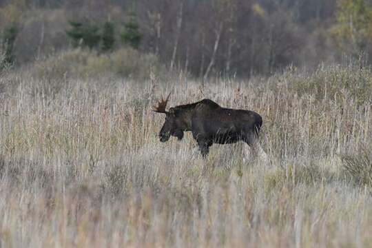 Слика од Alces Gray 1821