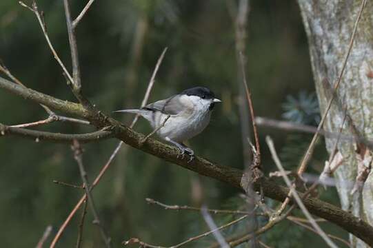 Image of Chickadee