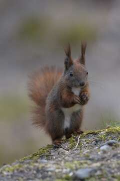 Image de Sciurus Linnaeus 1758