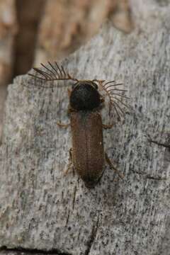 Image of Death-watch Beetle