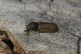 Image of Death-watch Beetle