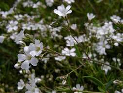 Слика од Gypsophila