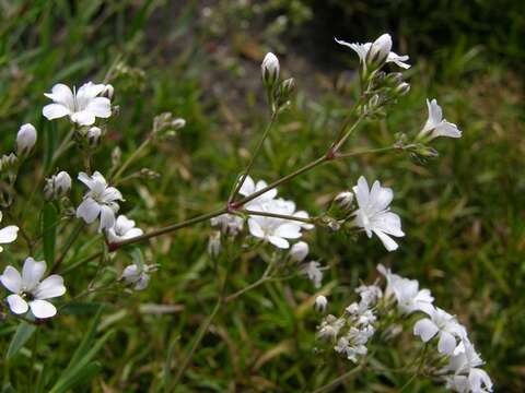 Image de Gypsophila