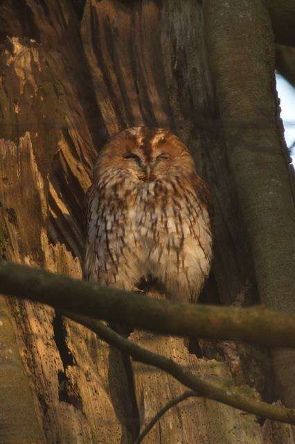 Image of Strix Linnaeus 1758