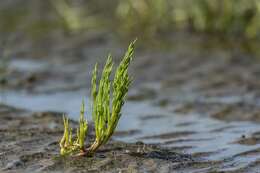 Image of Glasswort