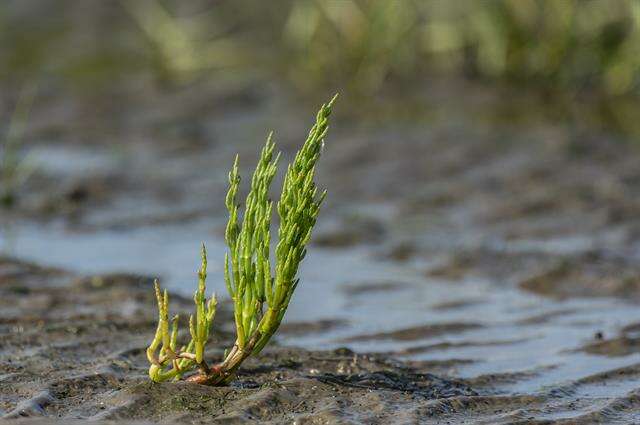 Слика од Salicornia