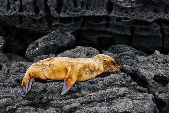 Image of Galapagos Sea Lion