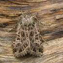 Image of Bordered gothic moth
