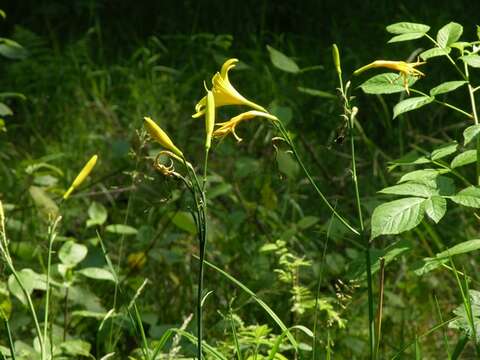 Image of Daylily