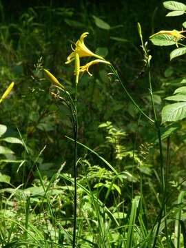 Imagem de Hemerocallis