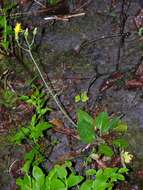 Image of few-leaved hawkweed