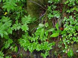 Image of few-leaved hawkweed