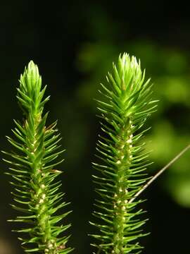 Image of clubmoss