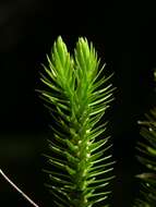 Image of clubmoss