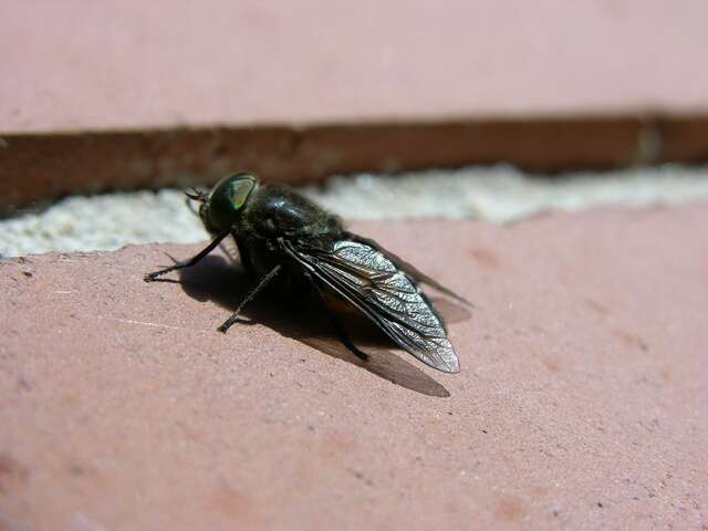 صورة Hybomitra ciureai (Seguy 1937)