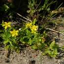 Hypericum humifusum L. resmi