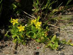 Image of St John's-wort