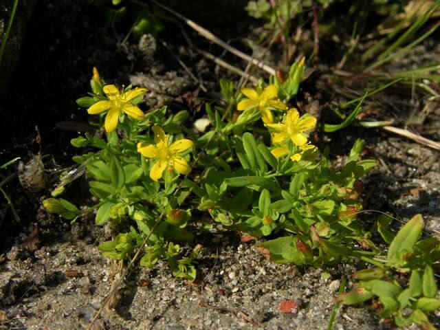 Image of St John's-wort