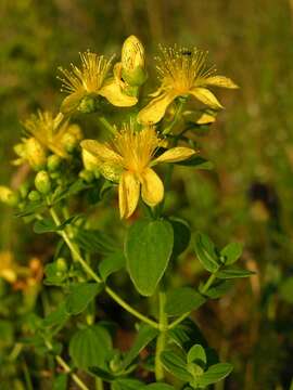 Image of spotted St. Johnswort