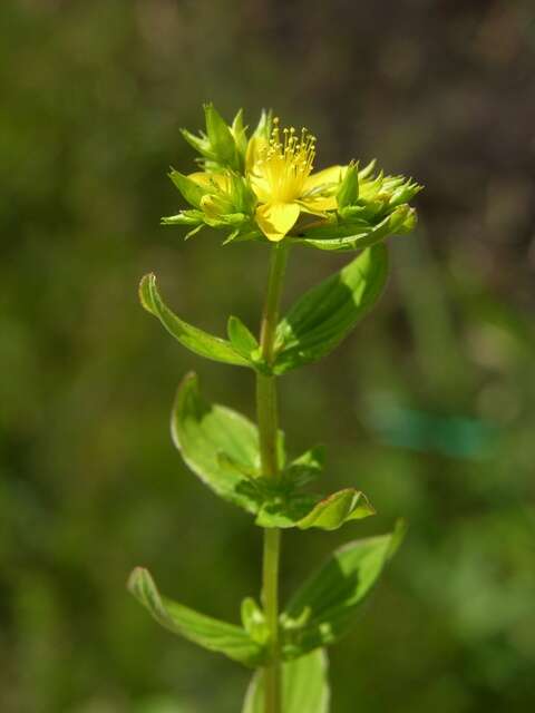 Imagem de Hypericum tetrapterum Fries